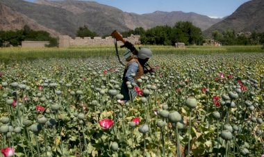 Who Leads the Drugs Trade in Afghanistan?-Omid Jurrat Rastakhiz
